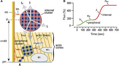Label The Specializations Of The Plasma Membrane - Label Ideas